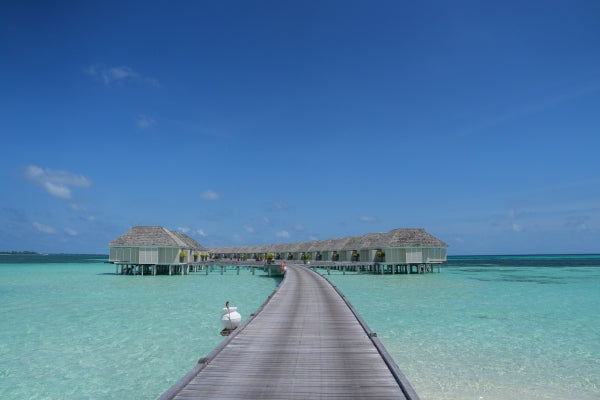 ギリ ランカンフシ